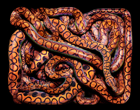 Epicrates-cenchria-cenchria.
